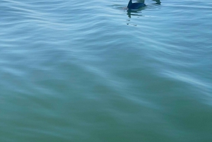 St. Petersburg, FL: 4-timers privat strandtur