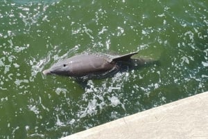 St. Petersburg: Historisk Segway-tur med entré til museum
