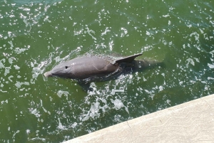 St. Petersburg: Historische Segway-Tour mit Museumseintritt