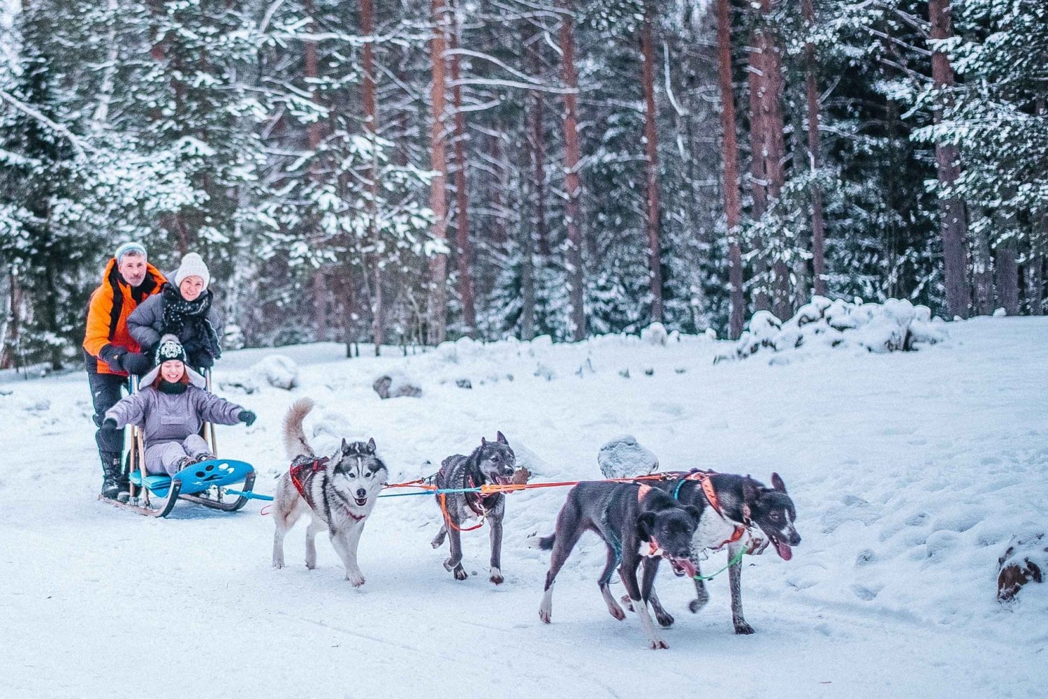 St Petersburg: Husky dog-sledding with Traditional Lunch