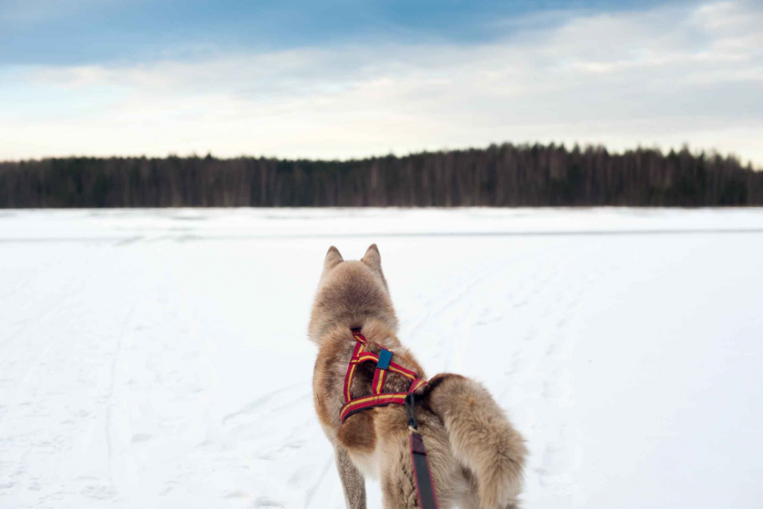 St Petersburg: Husky dog-sledding with Traditional Lunch