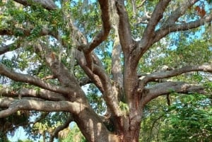 St. Petersburg: Sykkelutflukt til Lake Maggiore med guide