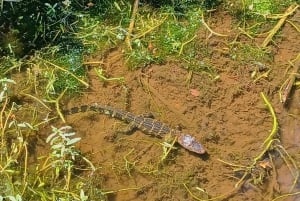 St. Petersburg: Sykkelutflukt til Lake Maggiore med guide