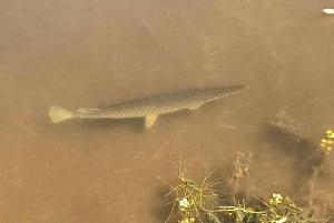 St. Petersburg: Sykkelutflukt til Lake Maggiore med guide