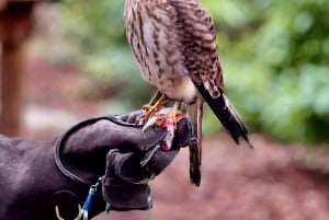 St. Petersburg: Sykkelutflukt til Lake Maggiore med guide