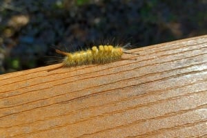 St. Petersburg: Sykkelutflukt til Lake Maggiore med guide