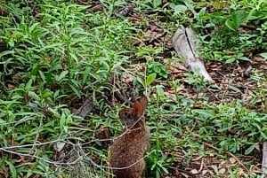 St. Petersburg: Sykkelutflukt til Lake Maggiore med guide