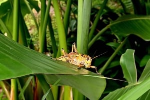 St. Petersburg: Sykkelutflukt til Lake Maggiore med guide