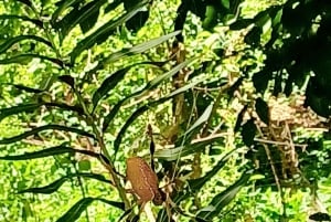 St. Petersburg: Sykkelutflukt til Lake Maggiore med guide