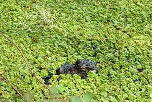 St. Petersburg: Sykkelutflukt til Lake Maggiore med guide