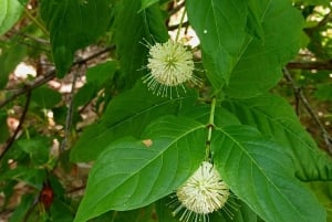 St. Petersburg: Sykkelutflukt til Lake Maggiore med guide