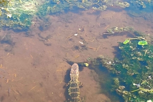 San Petersburgo: tour en bicicleta por el lago Maggiore con guía