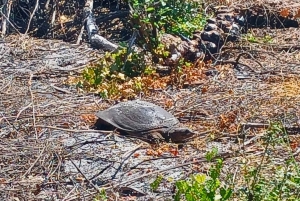 San Petersburgo: tour en bicicleta por el lago Maggiore con guía