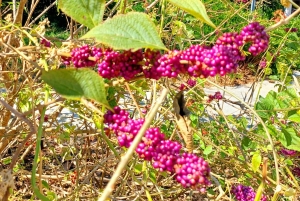 San Petersburgo: tour en bicicleta por el lago Maggiore con guía