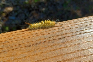 San Petersburgo: tour en bicicleta por el lago Maggiore con guía