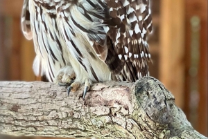 San Petersburgo: tour en bicicleta por el lago Maggiore con guía