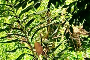 San Petersburgo: tour en bicicleta por el lago Maggiore con guía