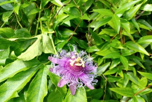 San Petersburgo: tour en bicicleta por el lago Maggiore con guía