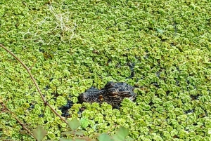San Petersburgo: tour en bicicleta por el lago Maggiore con guía