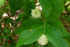 San Petersburgo: tour en bicicleta por el lago Maggiore con guía