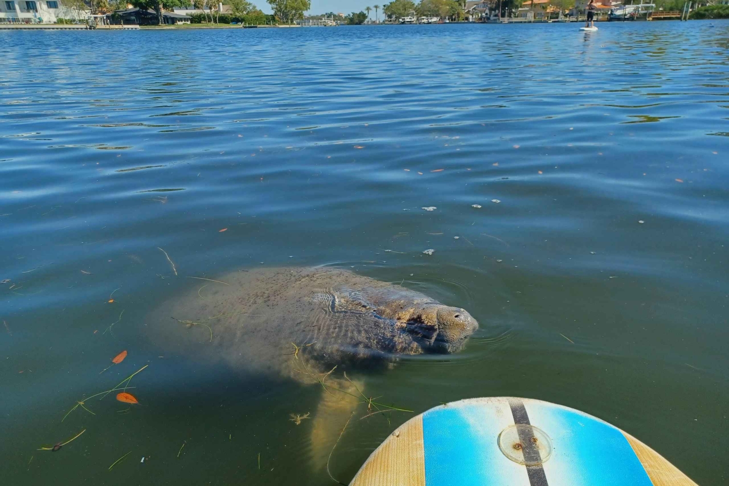 St. Petersburg: Paddle-Board-Tour mit Wildtierbeobachtung