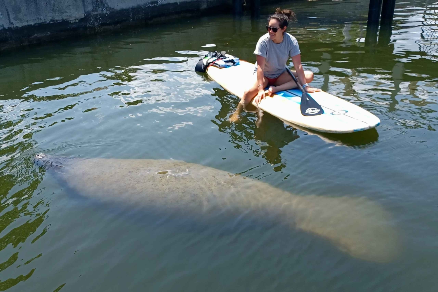 St. Petersburg: Paddle-Board-Tour mit Wildtierbeobachtung