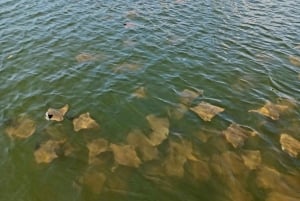 St. Petersburg: Paddleboard-tur med dyreopplevelser