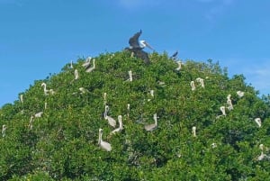 St. Petersburg: Paddleboard-tur med dyreopplevelser