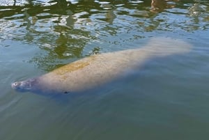 St. Petersburg: Paddleboard-tur med dyreopplevelser