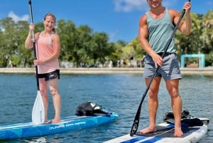 St. Petersburg: Paddleboard-tur med dyreopplevelser