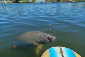 St. Petersburg: Paddle-Board-Tour mit Wildtierbeobachtung