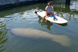 St. Petersburg: Paddle-Board-Tour mit Wildtierbeobachtung