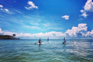 St. Petersburg: Paddle-Board-Tour mit Wildtierbeobachtung