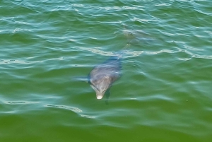 St. Petersburg: Paddle-Board-Tour mit Wildtierbeobachtung