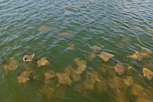 St. Petersburg: Paddle-Board-Tour mit Wildtierbeobachtung