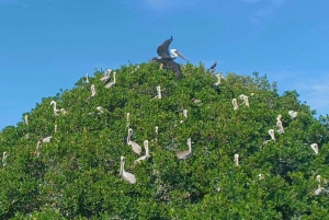 St. Petersburg: Paddle-Board-Tour mit Wildtierbeobachtung