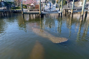 St. Petersburg: Paddle-Board-Tour mit Wildtierbeobachtung