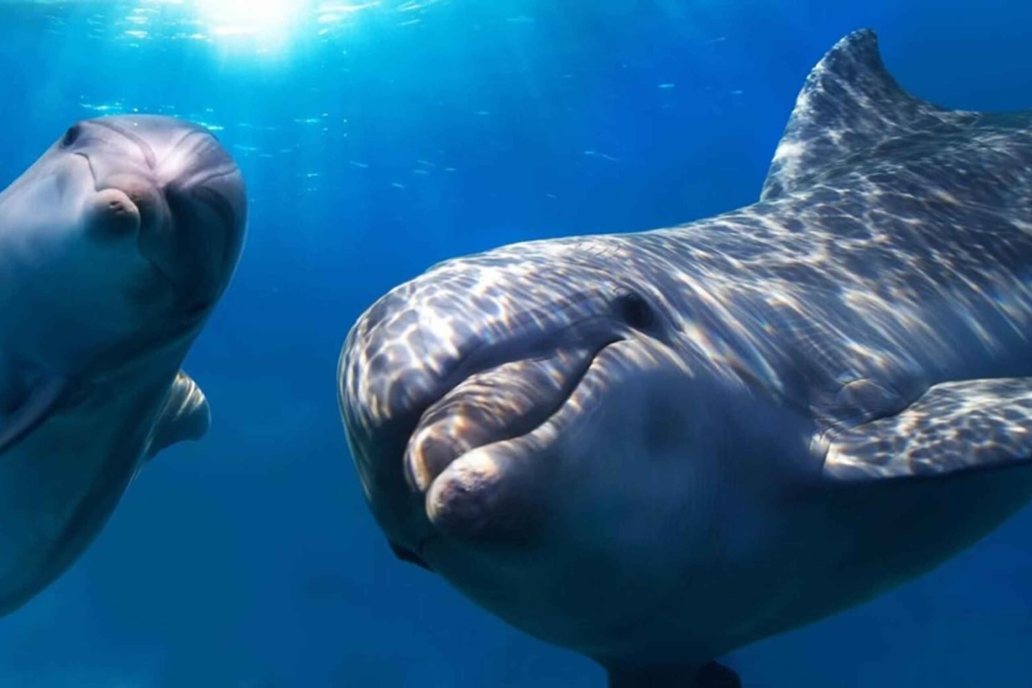 San Pietroburgo: Tour privato in barca dell'Isola della Barriera e dei Delfini