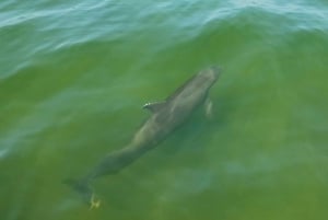 St. Petersburg: Naturskjønn Segway-tur