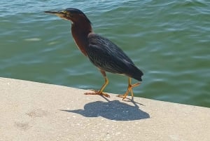 St. Petersburg: Naturskjønn Segway-tur