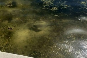 St. Petersburg: Naturskjønn Segway-tur