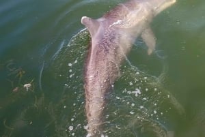 St. Petersburg: Naturskjønn Segway-tur