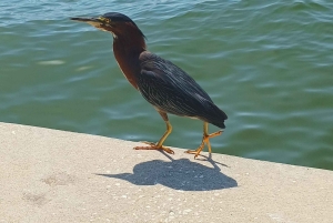 St. Petersburg: Scenic Segway Tour