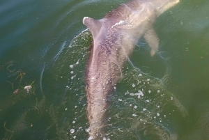 St. Petersburg: Scenic Segway Tour