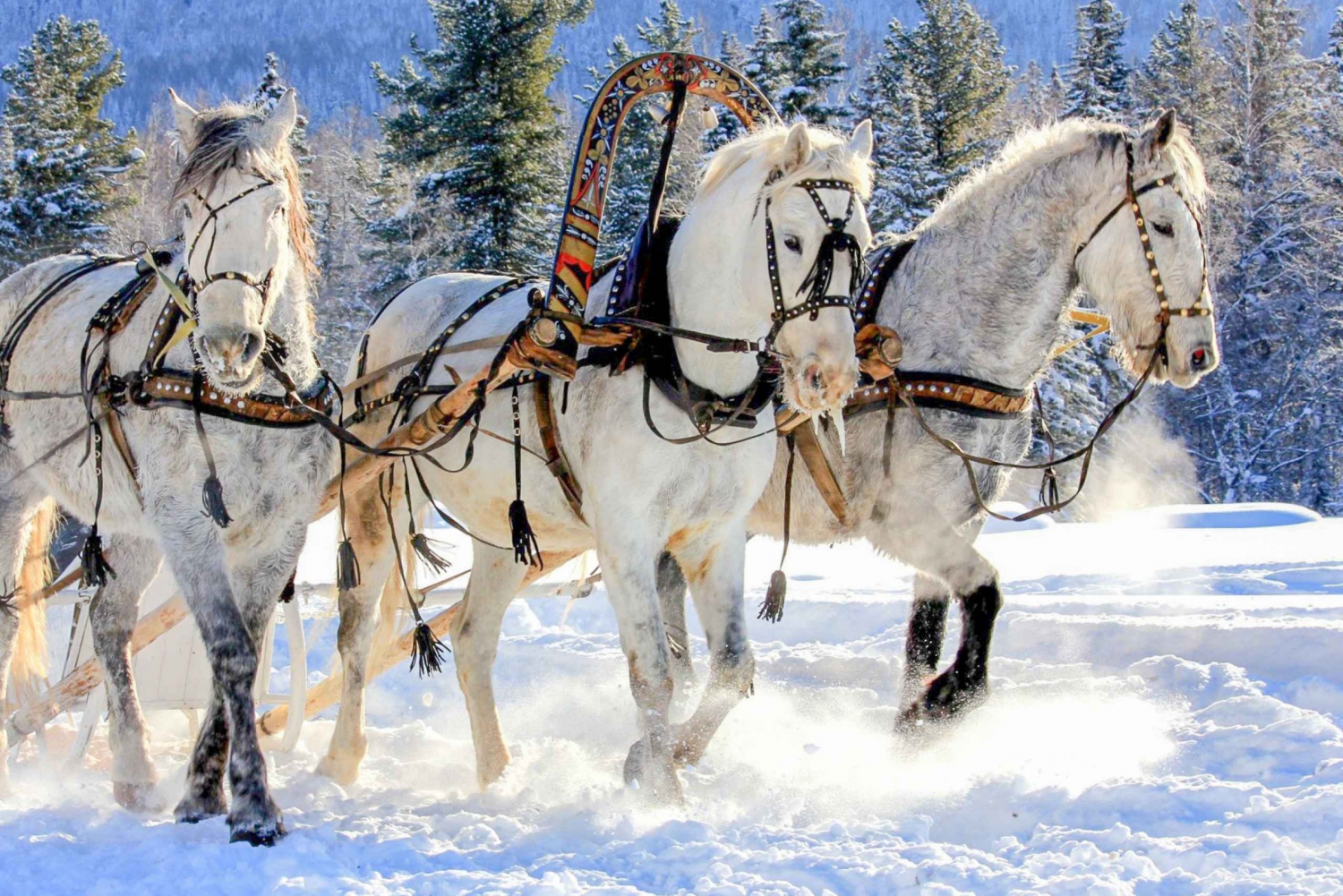 St. Petersburg: Winter Fairy Tale Horse Ride & Tour
