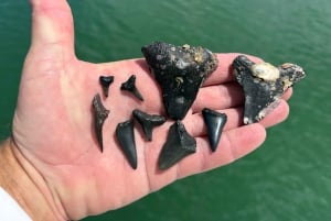 Tampa Bay: Private Sunrise Dolphin & Island Cruise