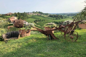 Venice: Prosecco Hills Wineries Tour with Tastings and Lunch