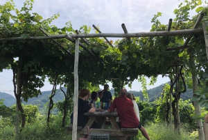 Venice: Prosecco Hills Wineries Tour with Tastings and Lunch