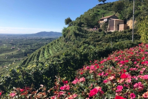 Venice: Prosecco Hills Wineries Tour with Tastings and Lunch