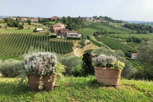 Venice: Prosecco Hills Wineries Tour with Tastings and Lunch